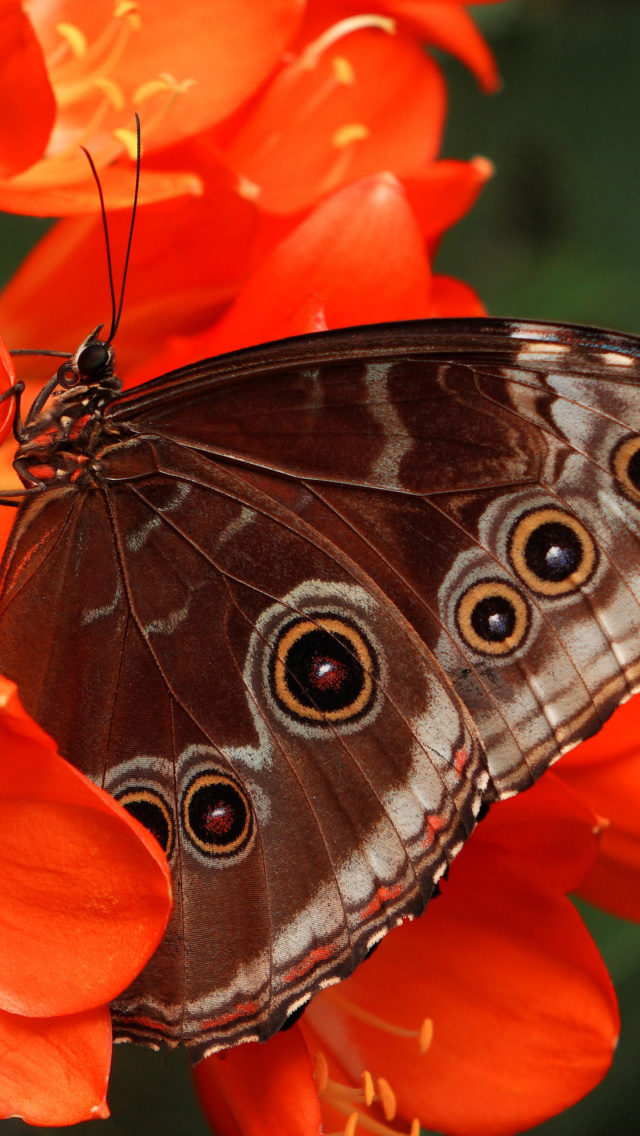 Sfondi Butterfly 640x1136