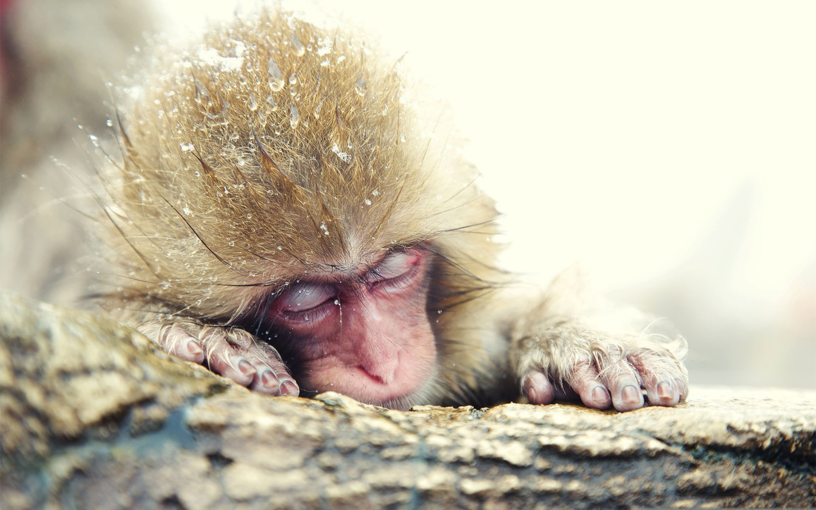 Screenshot №1 pro téma Cute Sleepy Monkey 1680x1050