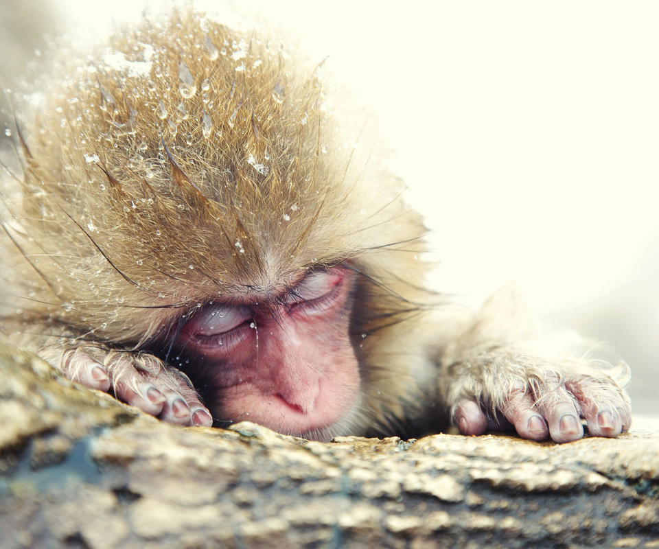 Das Cute Sleepy Monkey Wallpaper 960x800
