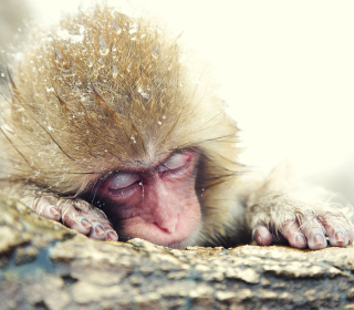 Cute Sleepy Monkey sfondi gratuiti per iPad mini