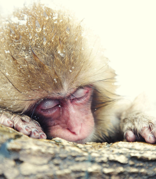 Kostenloses Cute Sleepy Monkey Wallpaper für iPhone 5C