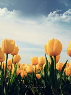 Screenshot №1 pro téma Yellow Tulips 240x320