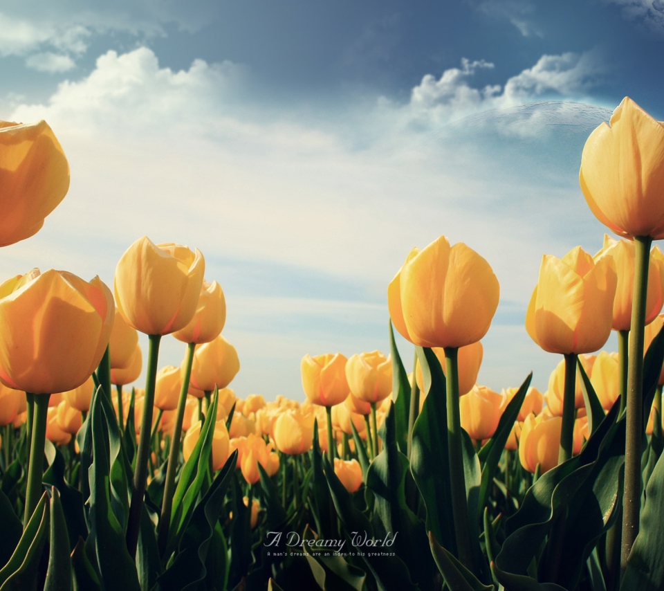 Yellow Tulips wallpaper 960x854
