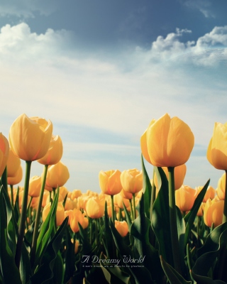 Kostenloses Yellow Tulips Wallpaper für Nokia X2