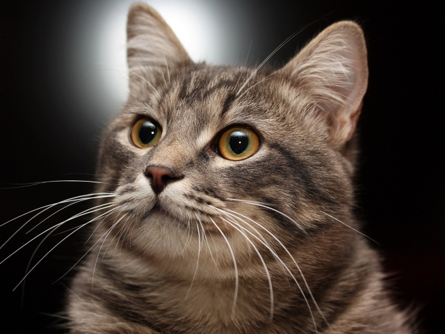 Das Lovely Kitten Wallpaper 640x480