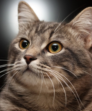 Lovely Kitten - Obrázkek zdarma pro 640x1136