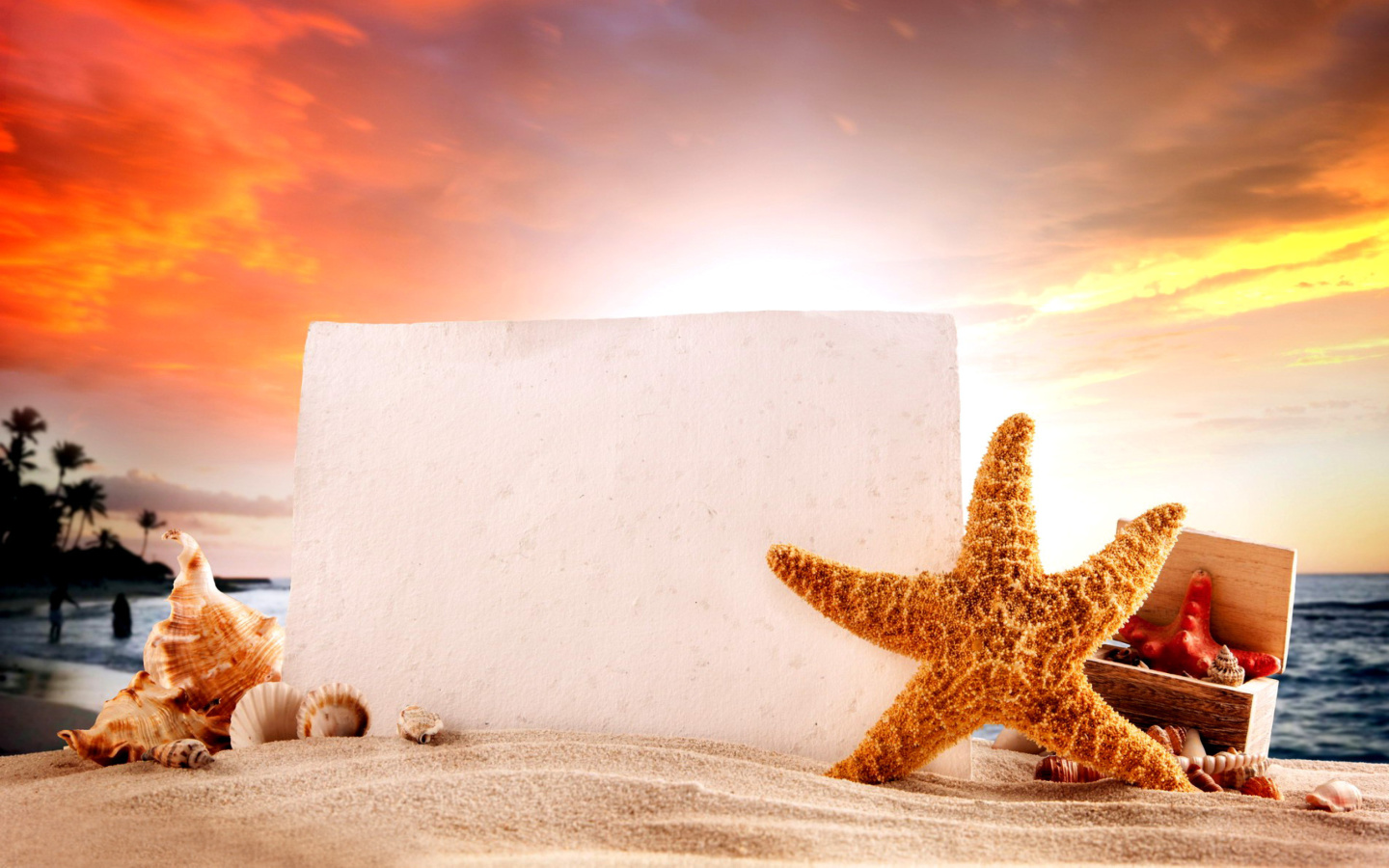 Seashell and Starfish Coastal Decor wallpaper 1440x900