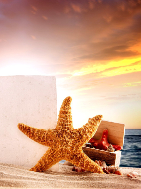 Fondo de pantalla Seashell and Starfish Coastal Decor 480x640