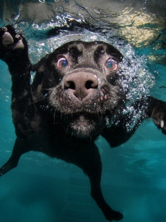 Screenshot №1 pro téma Dog Swimming 240x320
