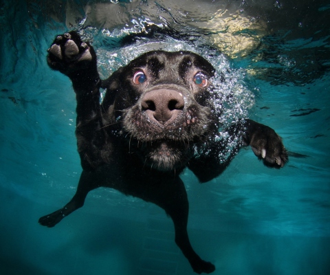 Sfondi Dog Swimming 480x400