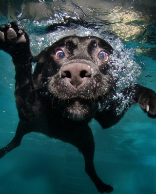 Dog Swimming - Obrázkek zdarma pro 128x160