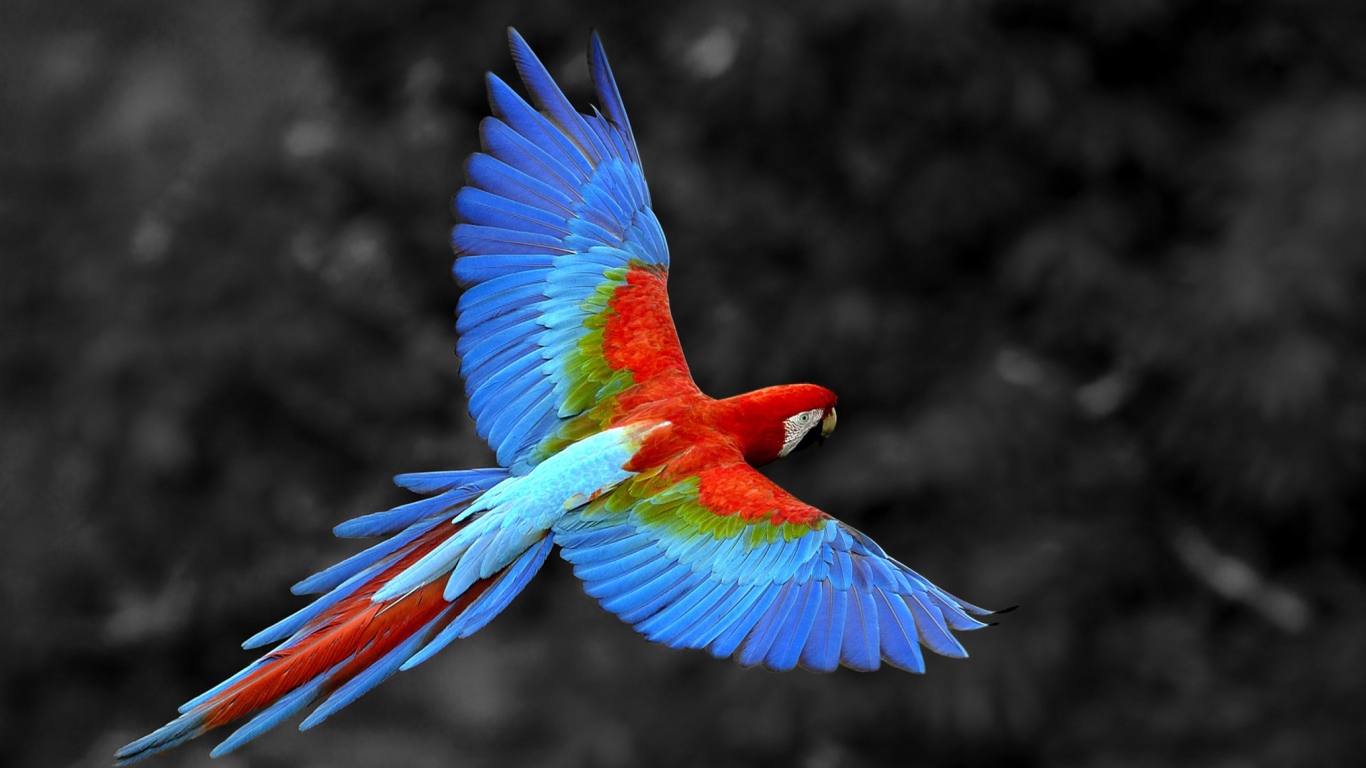 Screenshot №1 pro téma Macaw Parrot 1366x768