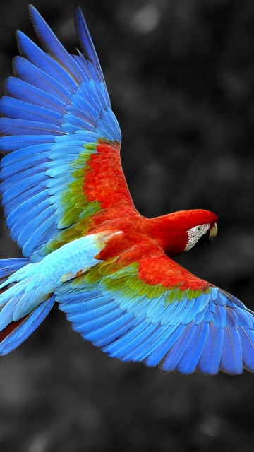 Fondo de pantalla Macaw Parrot 360x640