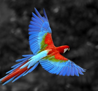 Kostenloses Macaw Parrot Wallpaper für iPad mini 2