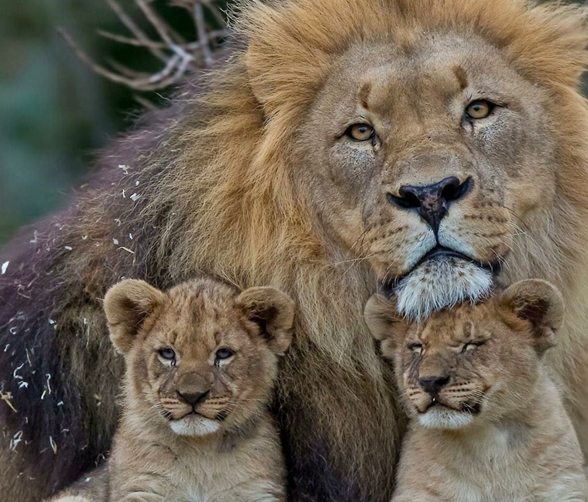 Lion Family wallpaper 1200x1024