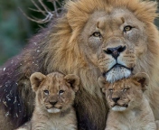 Fondo de pantalla Lion Family 176x144