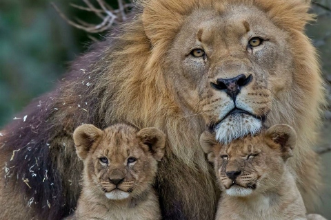 Fondo de pantalla Lion Family 480x320