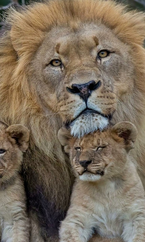 Lion Family wallpaper 480x800