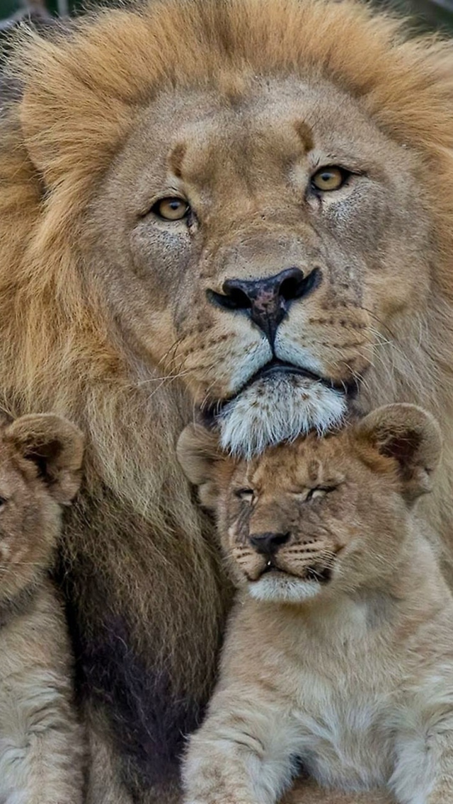 Обои Lion Family 640x1136