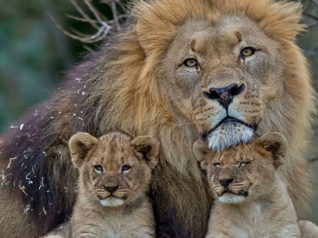 Das Lion Family Wallpaper 640x480