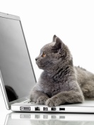 Screenshot №1 pro téma Cat and Laptop 132x176