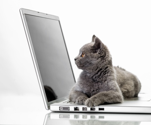 Fondo de pantalla Cat and Laptop 480x400