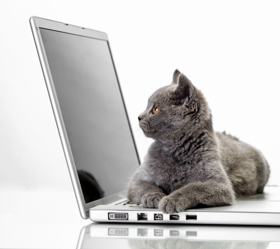 Cat and Laptop wallpaper 960x854
