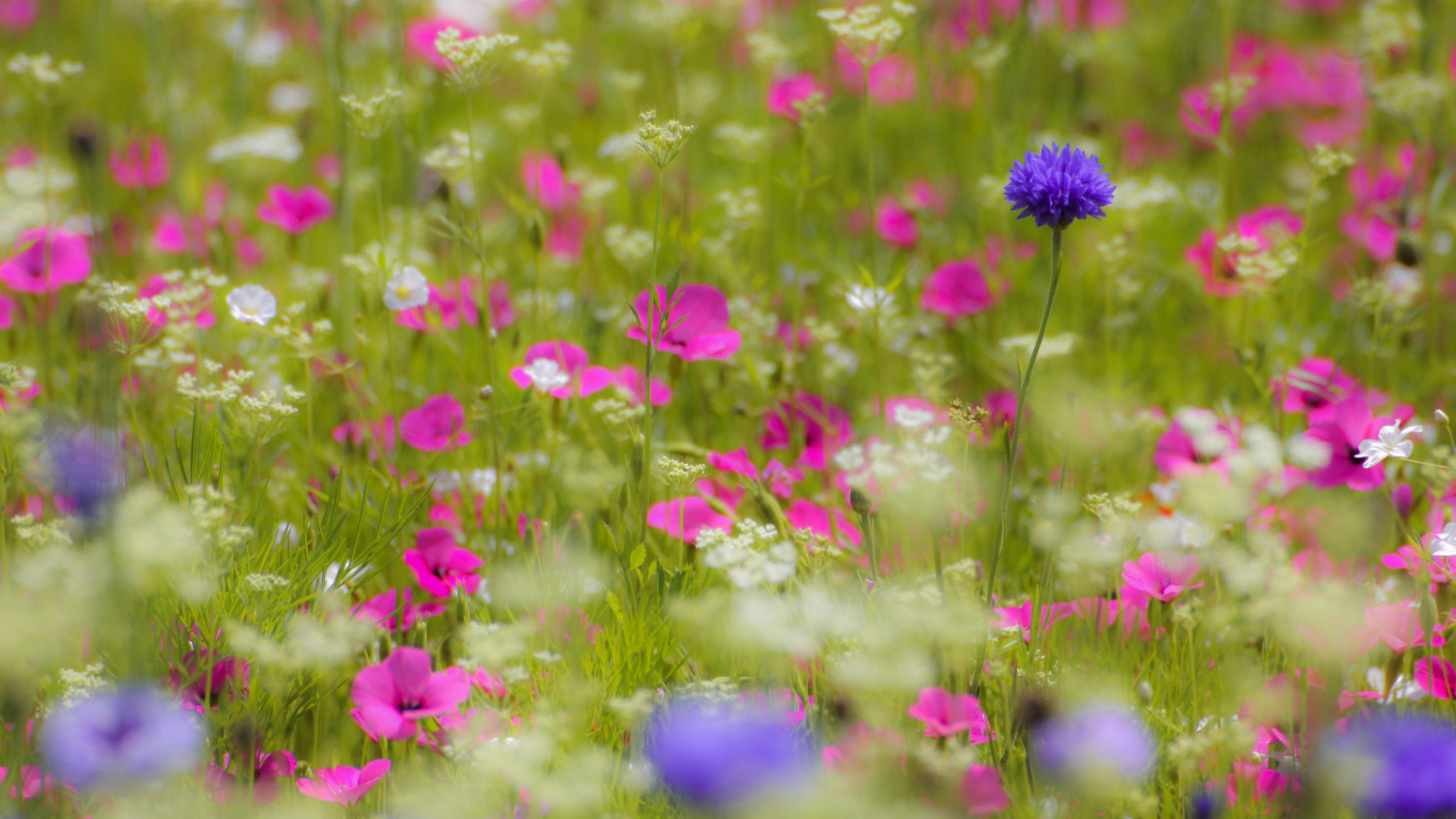 Das Pink Flowers Meadow Wallpaper 1366x768