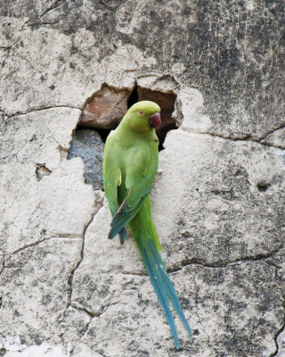 Kostenloses Green Parrot Wallpaper für Nokia Asha 503