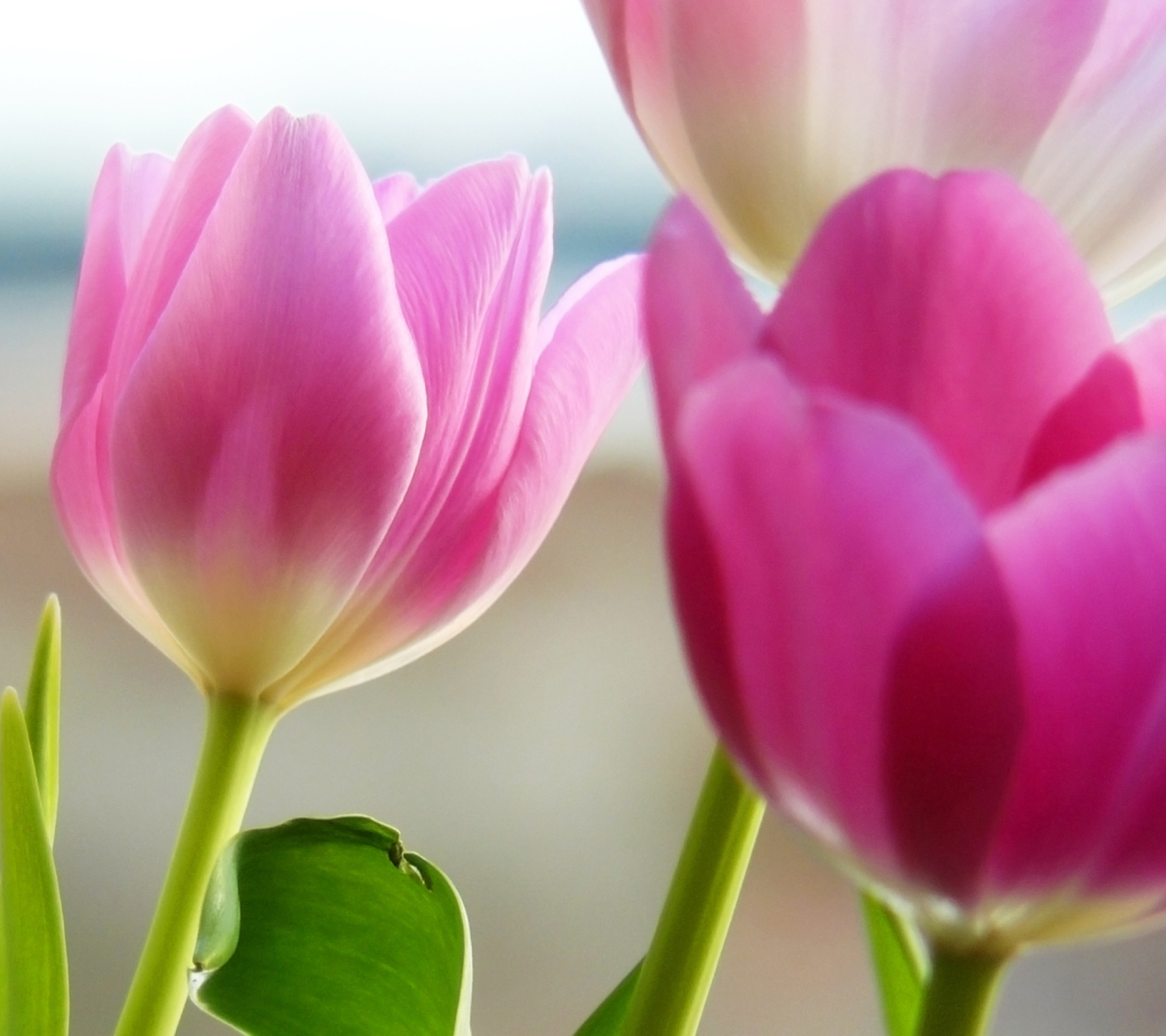 Sfondi Tulips In Spring 1440x1280