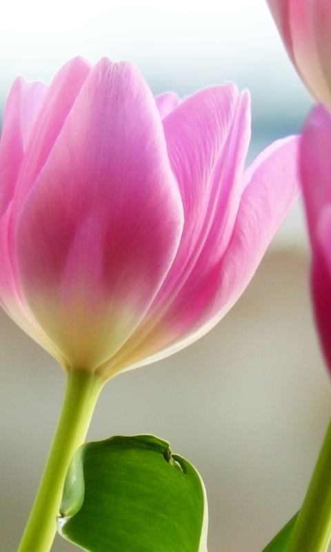 Screenshot №1 pro téma Tulips In Spring 480x800