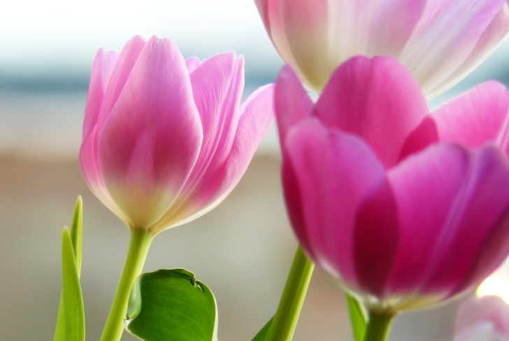 Fondo de pantalla Tulips In Spring