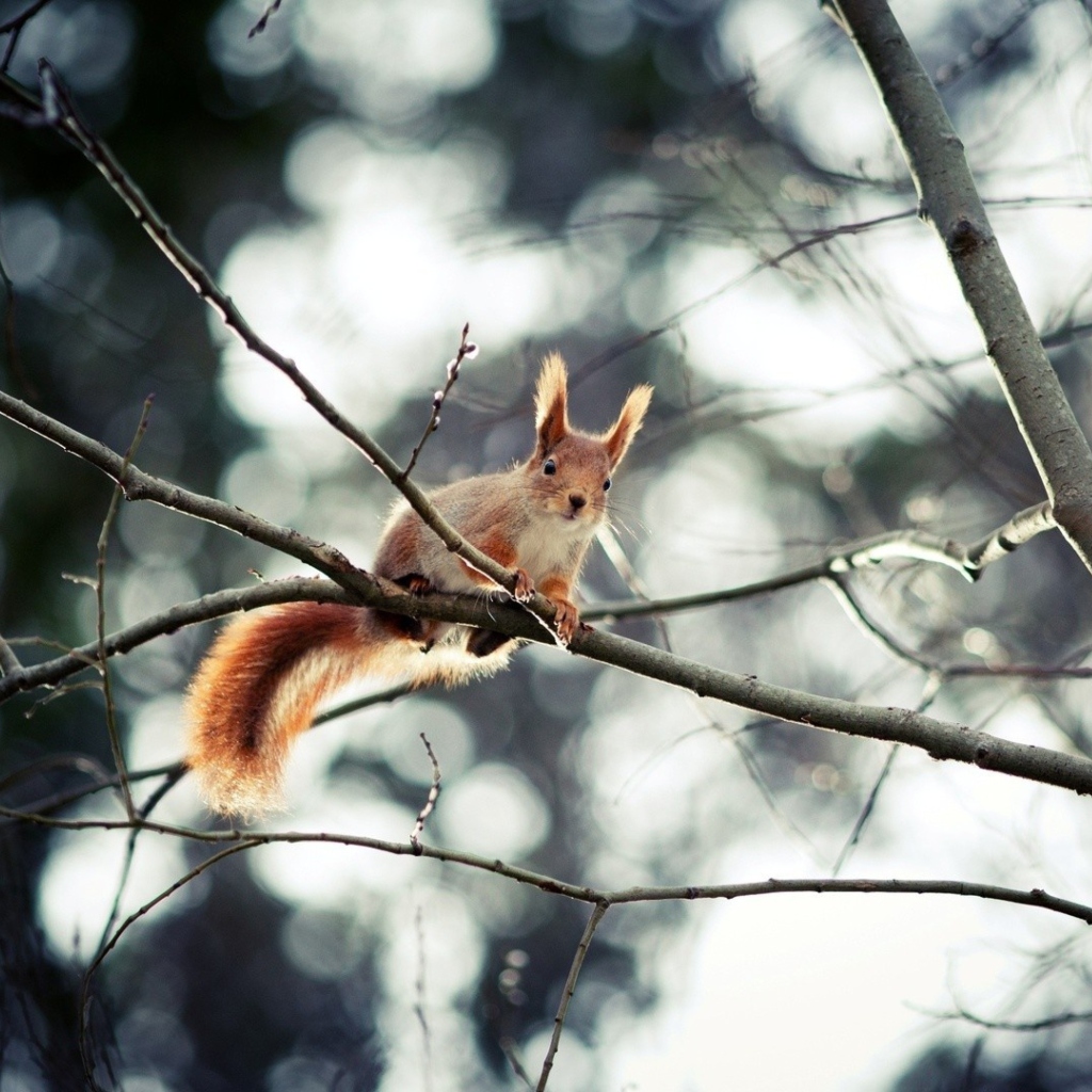 Screenshot №1 pro téma Cute Squirrel 1024x1024