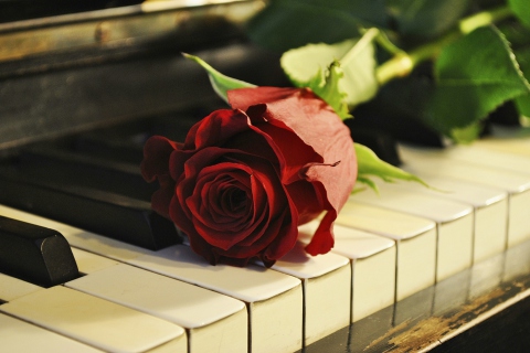 Fondo de pantalla Rose On Piano 480x320