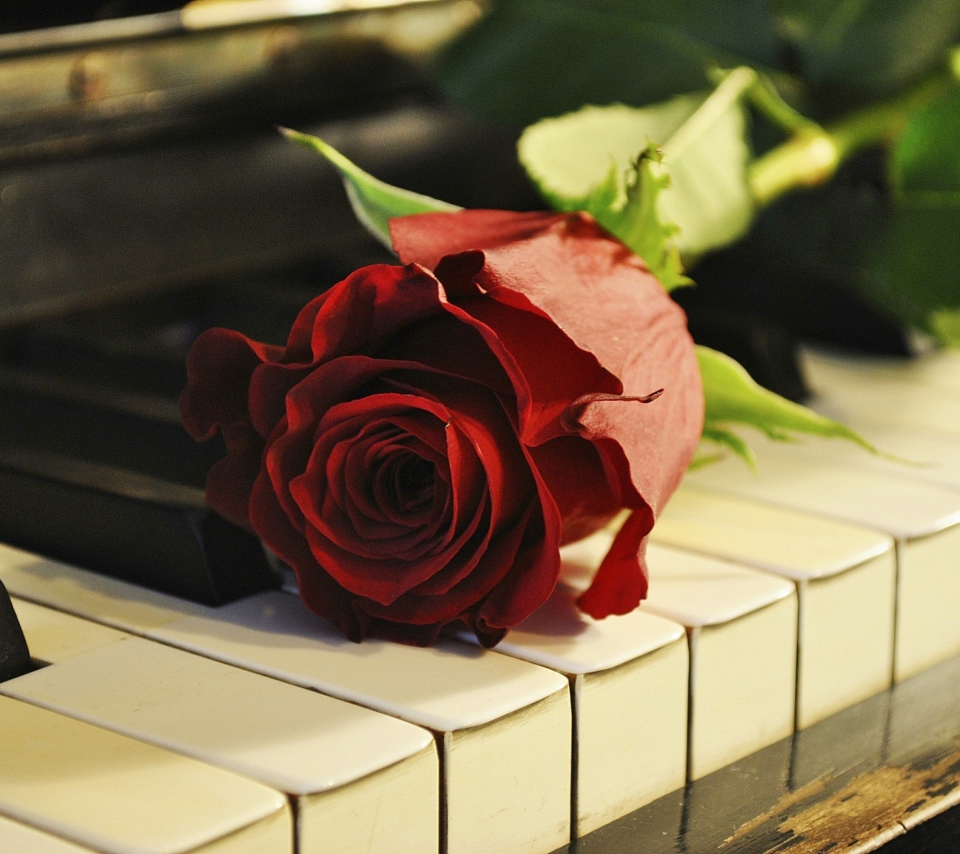 Das Rose On Piano Wallpaper 960x854