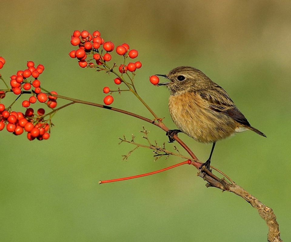 Little Bird And Wild Berries wallpaper 960x800