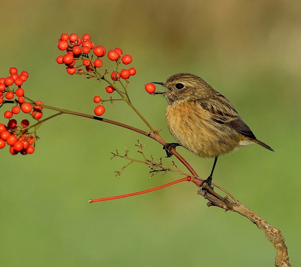 Das Little Bird And Wild Berries Wallpaper 960x854