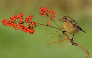 Little Bird And Wild Berries - Obrázkek zdarma pro Fullscreen Desktop 1024x768