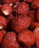 Обои Strawberries 128x160
