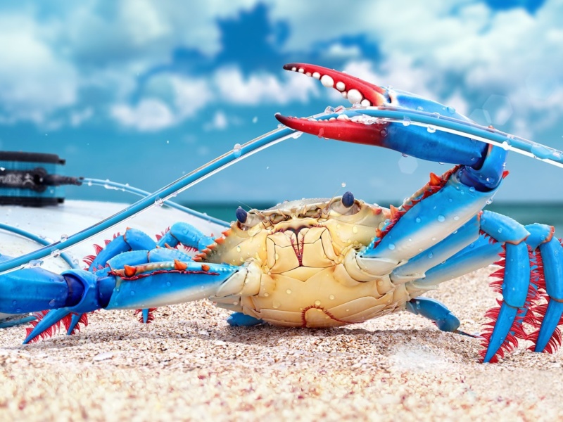 Screenshot №1 pro téma Blue crab 800x600