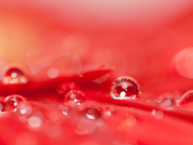 Sfondi Water Drops On Red Flower 640x480