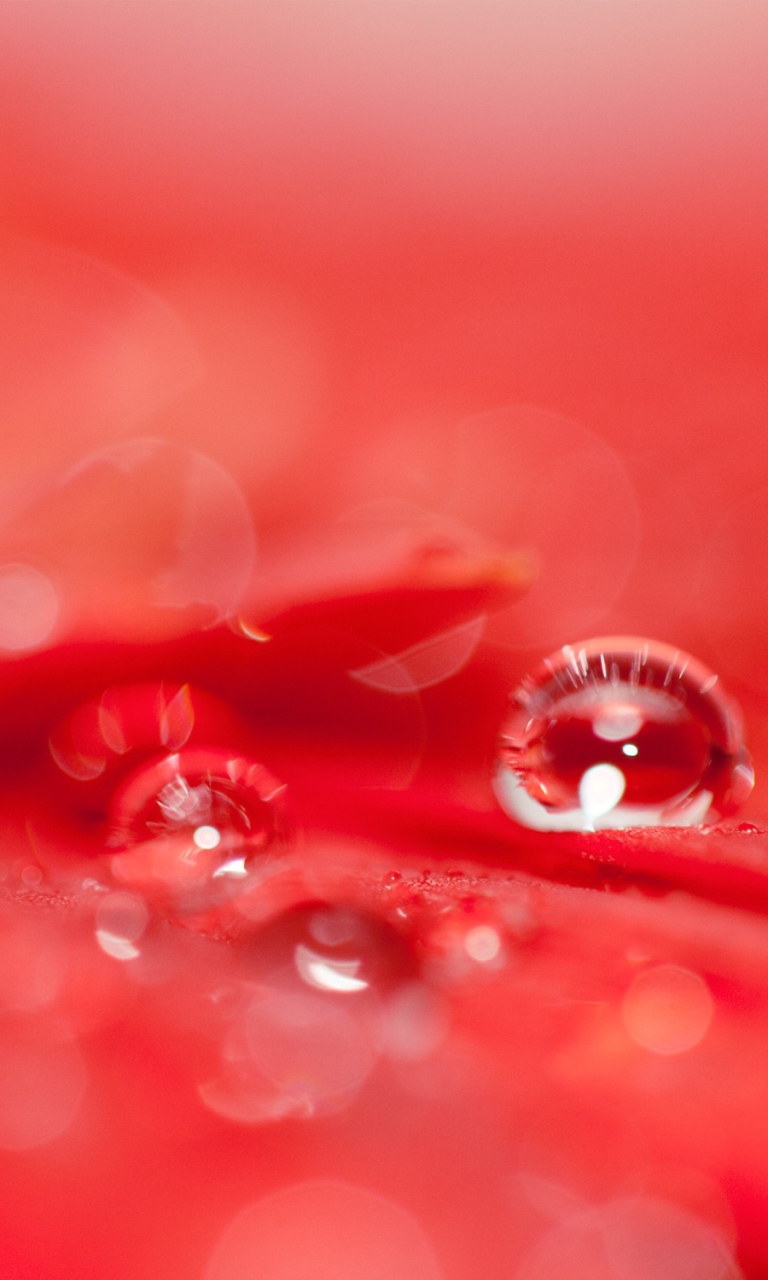 Fondo de pantalla Water Drops On Red Flower 768x1280