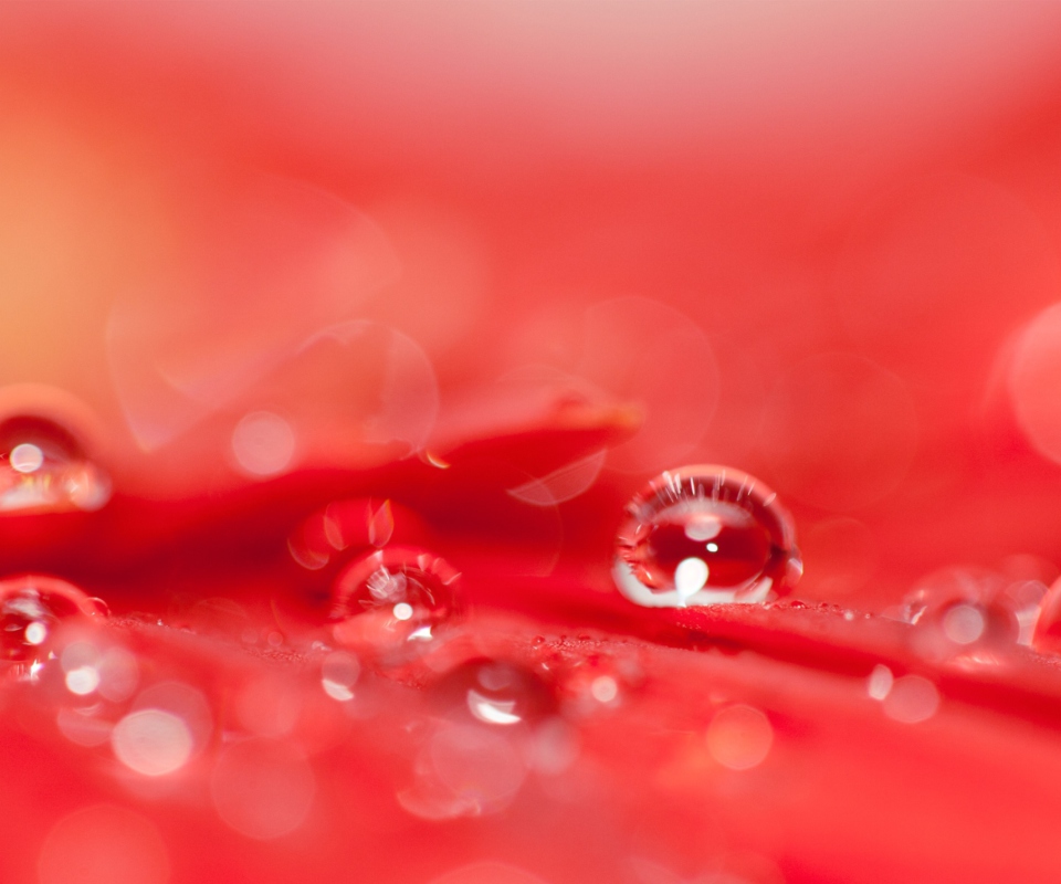 Screenshot №1 pro téma Water Drops On Red Flower 960x800