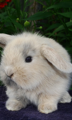 Baby Rabbit wallpaper 240x400