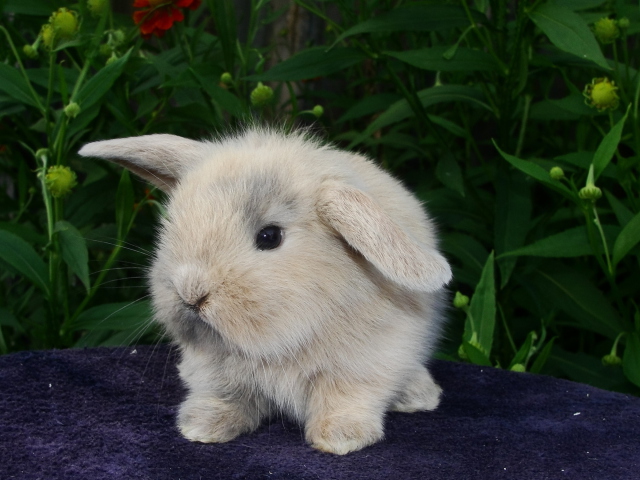 Baby Rabbit wallpaper 640x480