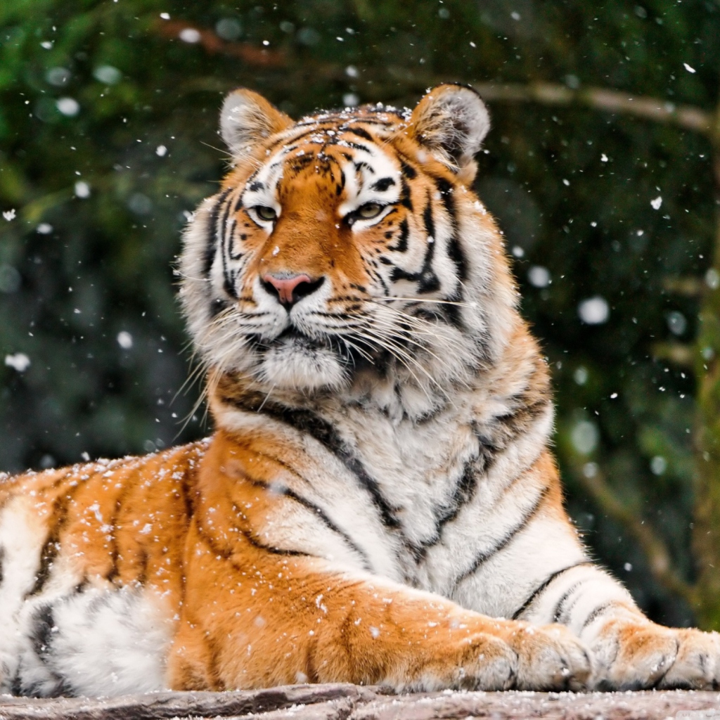 Siberian Tigress wallpaper 1024x1024