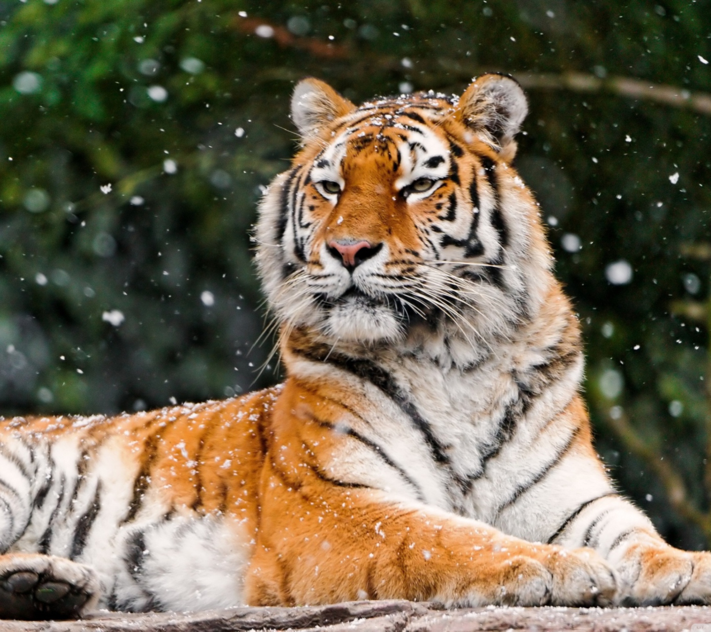 Fondo de pantalla Siberian Tigress 1440x1280