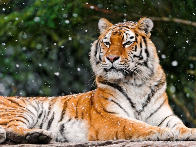 Siberian Tigress wallpaper 640x480
