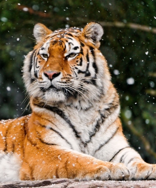 Siberian Tigress - Obrázkek zdarma pro 240x400