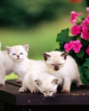 Das Cute Little Kittens Wallpaper 128x160